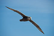 Picture 'Ant1_1_00077 Southern Giant Petrel, Argentina, Beagle Channel'